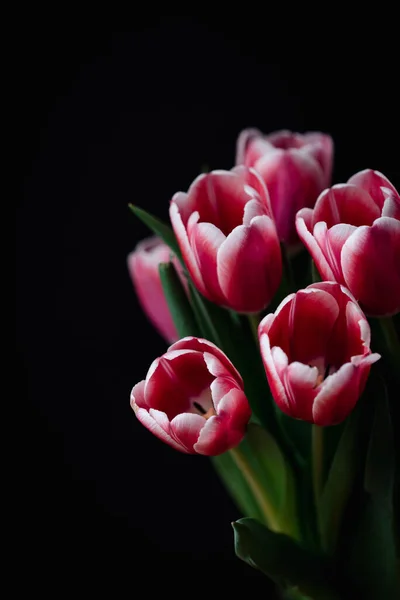 Großaufnahme Eines Straußes Rosa Und Weißer Tulpen Vor Schwarzem Hintergrund — Stockfoto