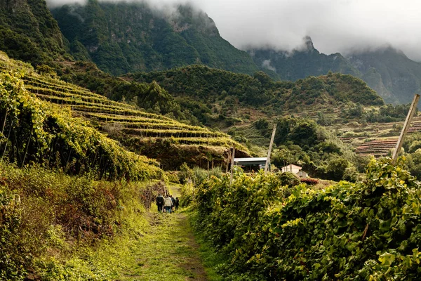 Tour Des Vignobles Dans Les Montagnes Madère — Photo