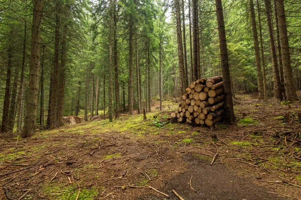 森林道路上の木材杭 — ストック写真