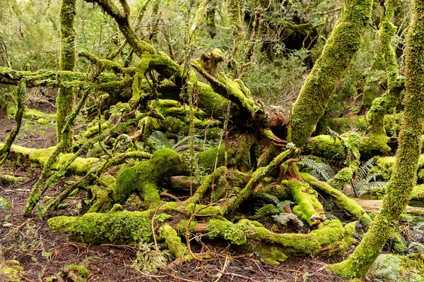 Fallen Tree Covered Luscious Green Moss — Φωτογραφία Αρχείου