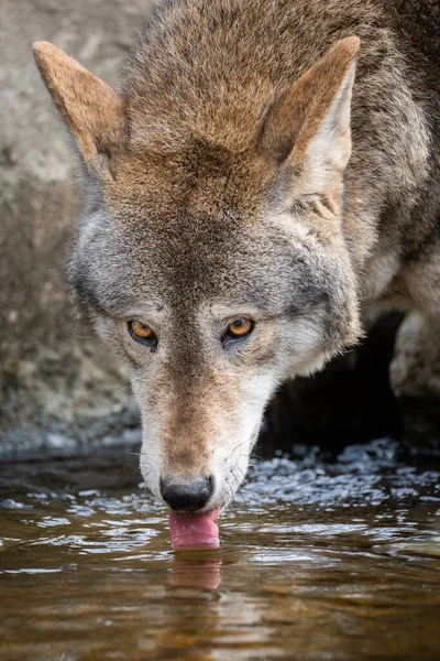 Red Wolf Drinking Water — Stock Photo, Image