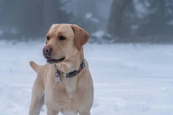 Labrador Retriever Puppy Dog Winter — Stock Photo, Image
