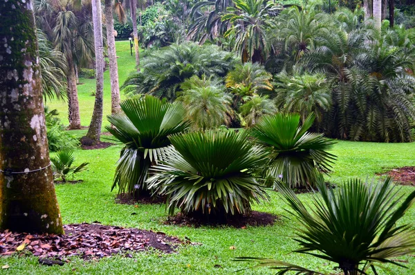 Palmglänta Botaniska Trädgården — Stockfoto