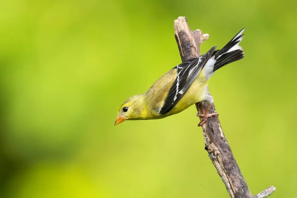 Chardonneret Américain Prêt Prendre Son Envol — Photo