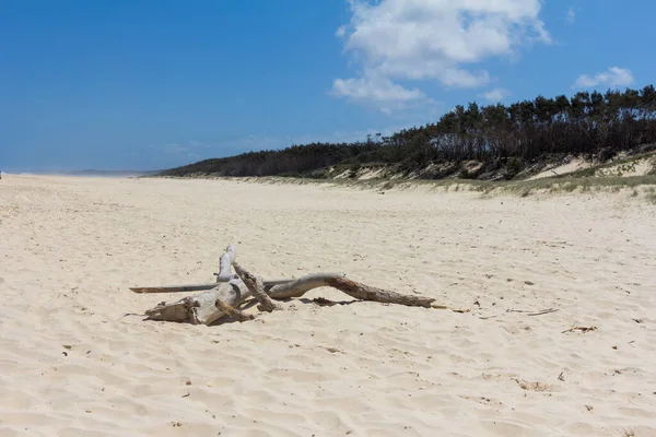 Boomstam Een Zandstrand Stradbroke Island — Stockfoto