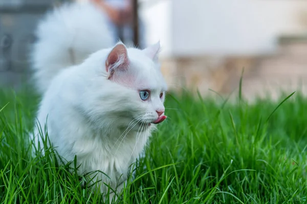 Söt Vit Kattunge Tittar Gräset — Stockfoto