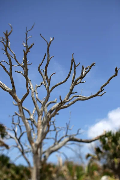 Árbol Muerto Deriva Contra Cielo Azul — Foto de Stock