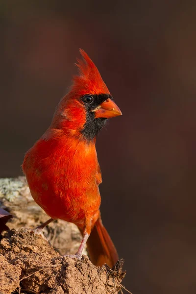 Northern Cardinal Pauses — Stock Photo, Image