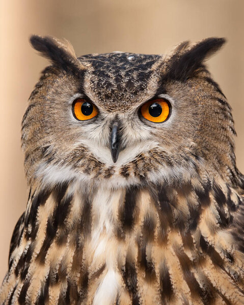 A Portrait of a Eurasian Eagle Owl