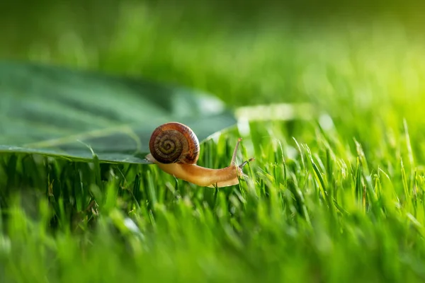 Schöne Schnecke Gras Mit Morgentau Makro Weicher Fokus — Stockfoto