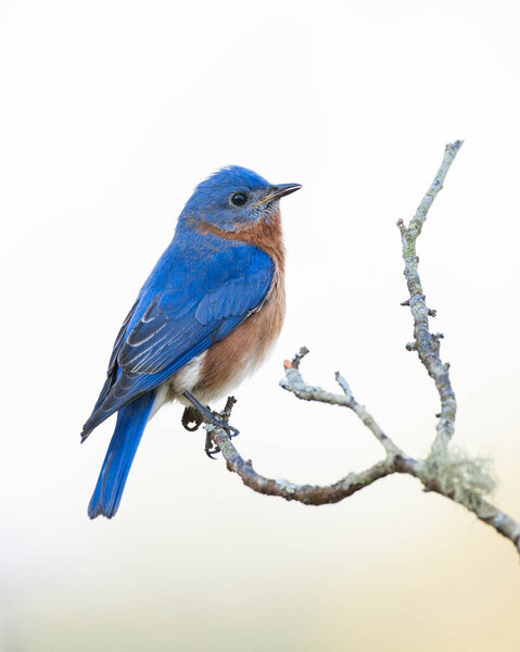 An eastern bluebird perched on a branch and calling.