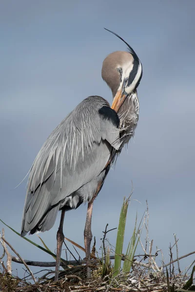 Stor Blå Hejre Preening - Stock-foto