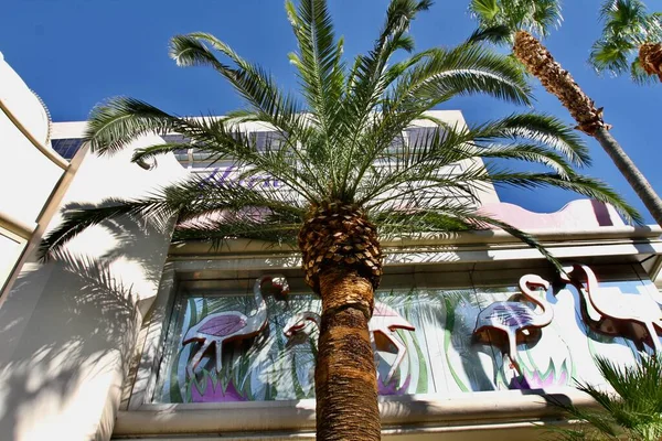 palm trees Las Vegas blvd
