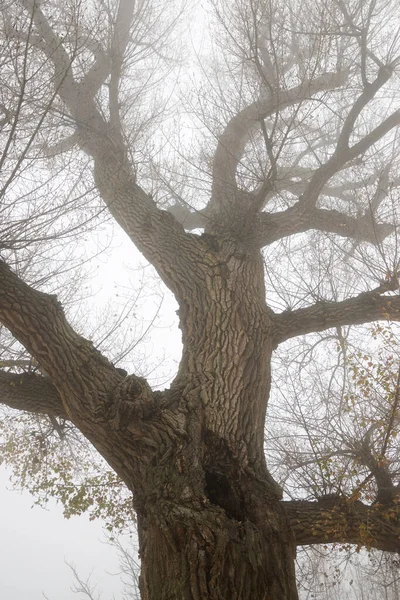 Árboles Entre Niebla Zaragoza Provincia España — Foto de Stock