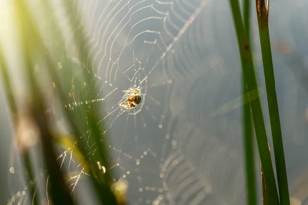 Morgendruppels Dauw Een Spinnenweb Cobweb Dauwdruppels Prachtige Kleuren Macro Natuur — Stockfoto
