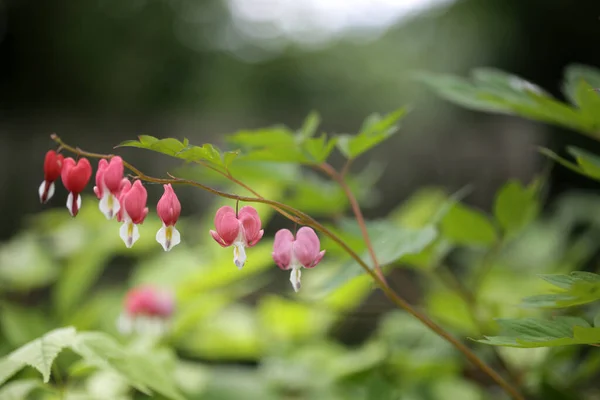 Pianta Del Cuore Sanguinante Giardino Primaverile — Foto Stock