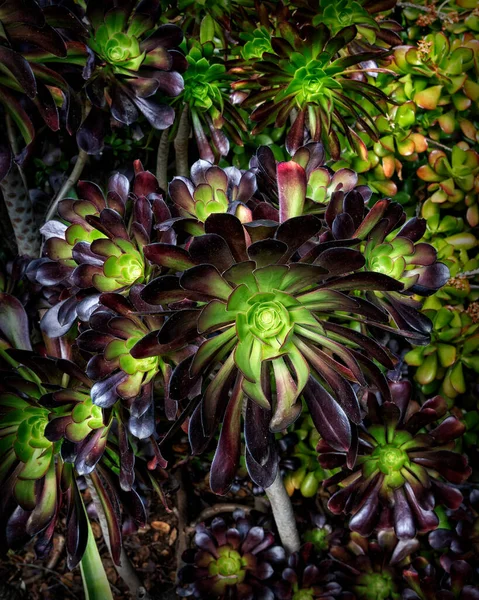 スタンフォード大学の植物 アリゾナサボテン園 — ストック写真