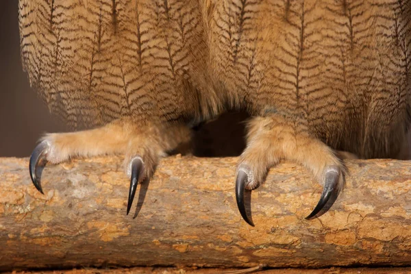 Garras Coruja Águia Eurasiana — Fotografia de Stock