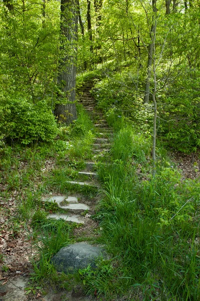 Rugged Rock Trail Steps Woods — Stock Fotó