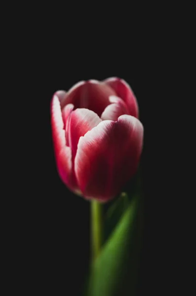 Primer Plano Solo Tulipán Rosado Ribeteado Blanco Sobre Fondo Negro — Foto de Stock