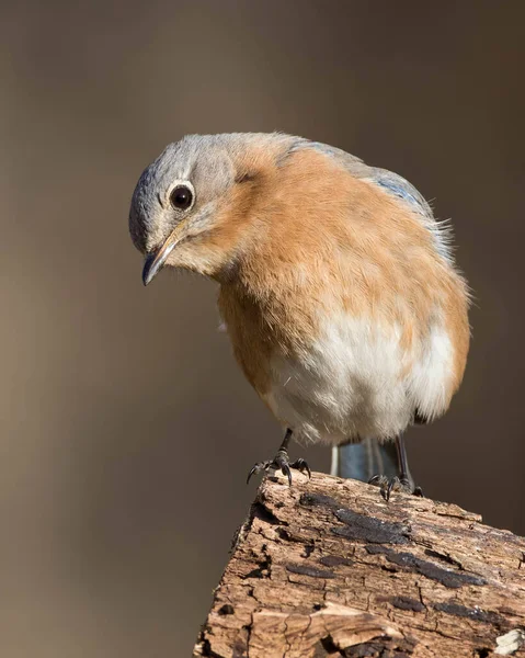 Ein Östlicher Blauvogel Thront Auf Einem Baumstamm — Stockfoto