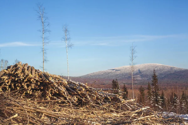 Production Forestière Oural Hiver Paysage Forestier — Photo