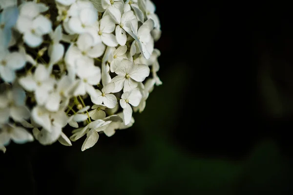 暗い背景を持つアナベルホワイトアジサイの開花を閉じます — ストック写真