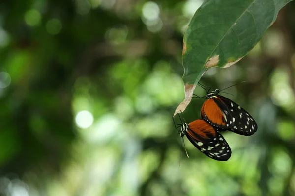 Dos Mariposas Naranjas Descansando Juntas — Foto de Stock