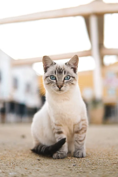 블루에아예 고양이의 — 스톡 사진