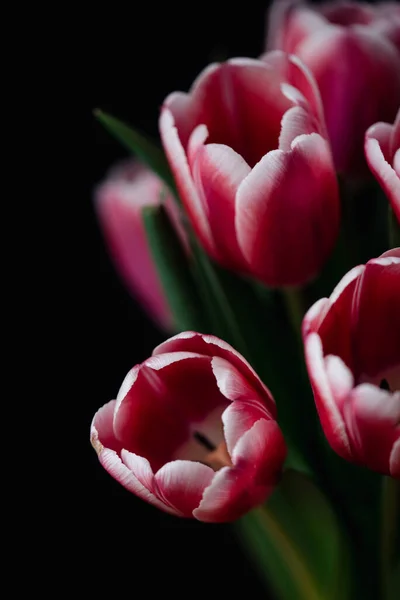 Primer Plano Ramo Tulipanes Rosados Blancos Sobre Fondo Negro — Foto de Stock