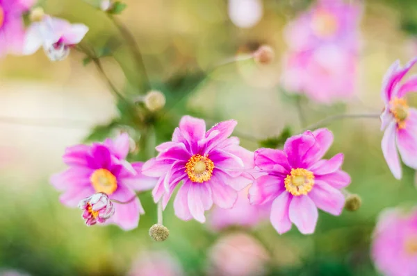 Anenome Flowers Summer Garden Michigan — стокове фото