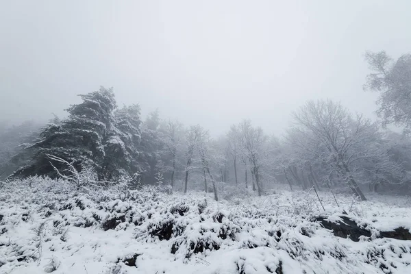 森の雪景色屋根付きの木 — ストック写真