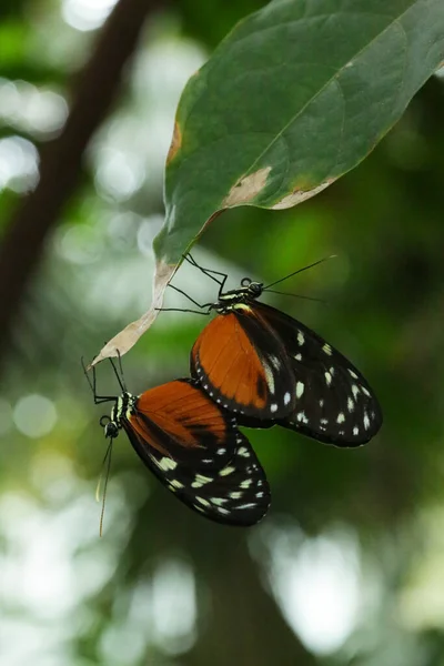 两只橙色蝴蝶在一起休息 — 图库照片