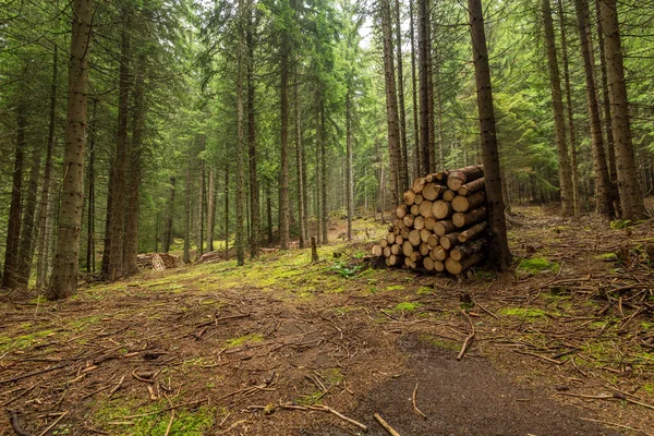 Timber piles on a forest road. — Stock Image Timber Piles Forest Road Royalty Free Stock Photos