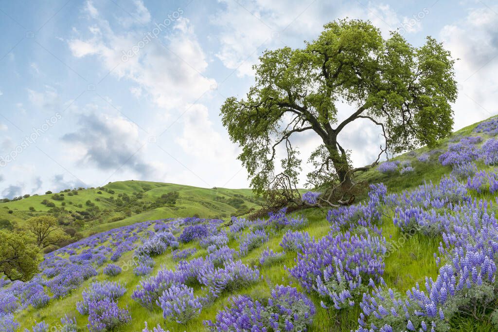 Idyllic California Hillsides Filled with Wildflowers Bloom after
