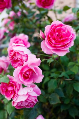 Altı pembe gül yumuşak ışıkta