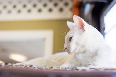 Sevimli ve Sevimli Kedicik ve Davranışlı Kedi Portresi