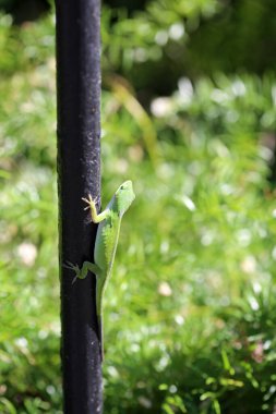 Canlı Yeşil Anole Kertenkelesi Yaz Bahçesinde
