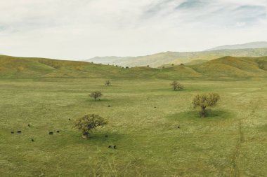 Heavy Spri 'den sonra Kaliforniya' da Green Rolling Hills Idyllic Scene