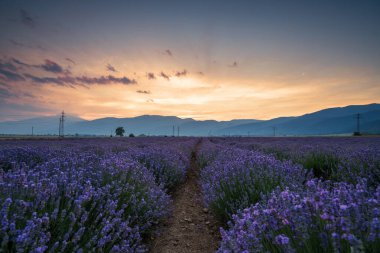 Bulgaristan 'da günbatımında bir tarlada açan lavanta.