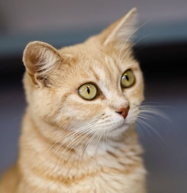 Kurtarma kedileri Grass Valley, California 'daki evlerini bekliyorlar..