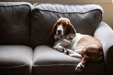 Tembel Basset av köpeği evdeki kanepeye uzandı.