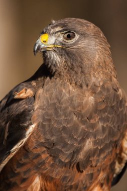 Bir Swainson Şahininin portresi