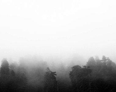 Sis, Sekoya Ulusal Parkı 'nın ağaçlarını kaplıyor.