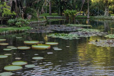 Botanik Bahçeleri, Rio de Janeiro, Brezilya 'daki yağmur ormanlarında yüzen nilüferlerin güzel manzarası