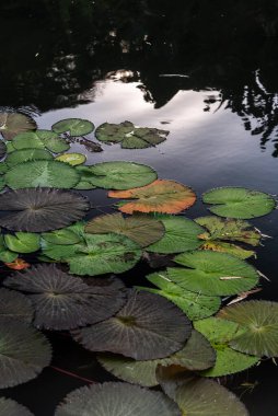 Botanik Bahçeleri, Rio de Janeiro, Brezilya 'daki yağmur ormanlarında yüzen nilüferlerin güzel manzarası