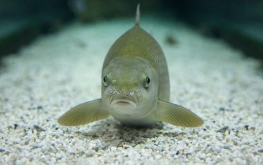 Erkek Barbel (İspanyolca: 