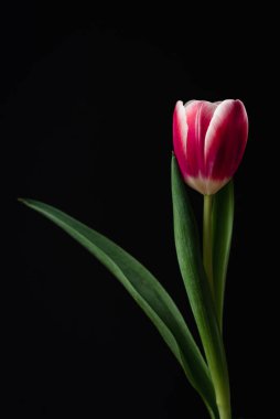 Siyah arkaplana karşı beyaz kenarlı tek pembe laleyi kapat.