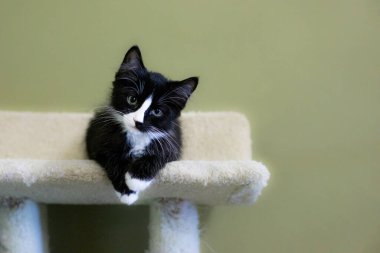 Sevimli ve Sevimli Kedicik ve Davranışlı Kedi Portresi