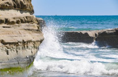 California Torrey Çamları Okyanus Manzaraları